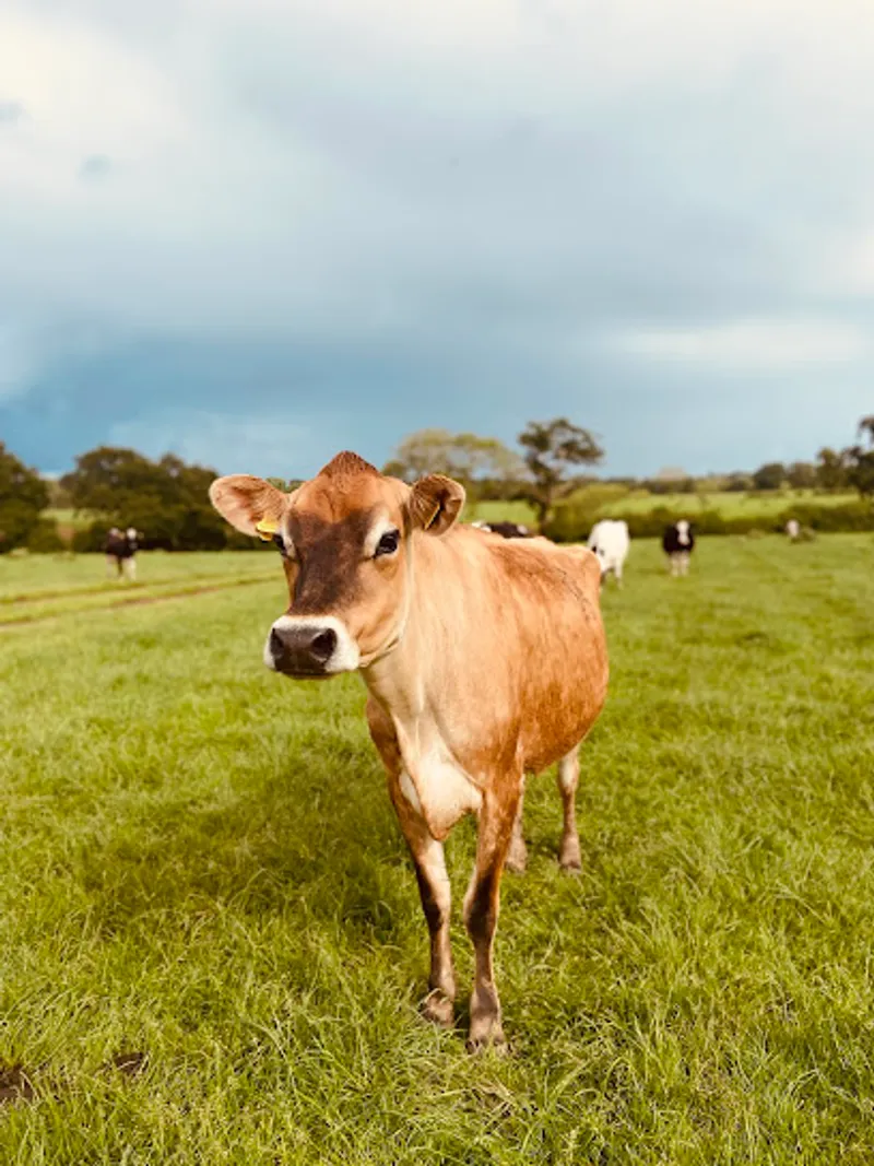 Oaks Farm Ice Cream